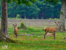 Roe - Sarna